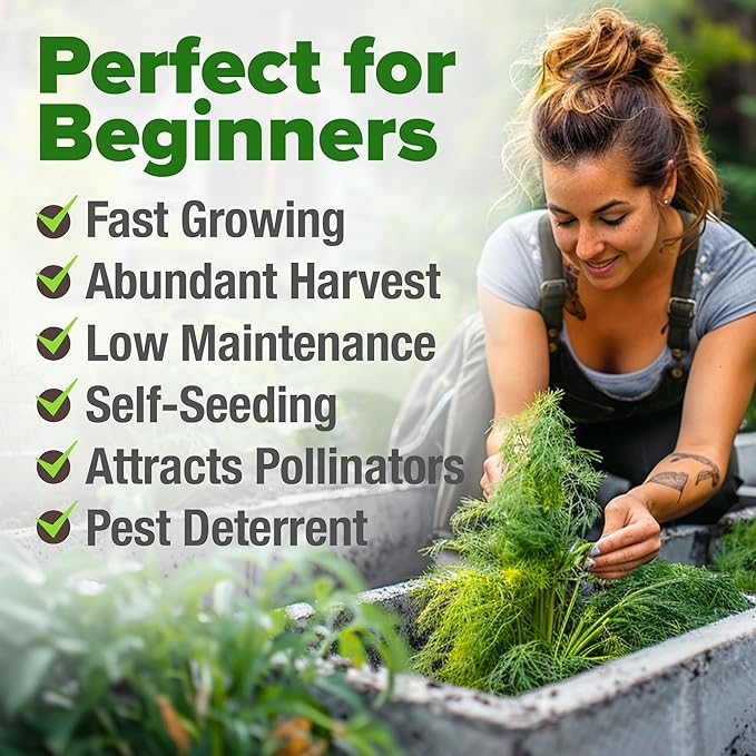 HOME GROWN Non GMO Dill Seeds for Planting 1, 014 Bouquet Dill Seeds and - Image 4