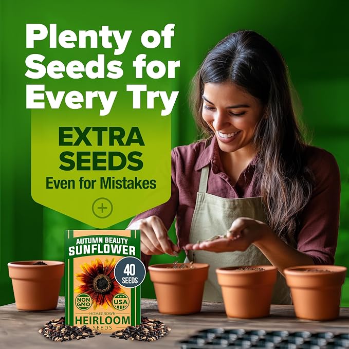 HOME GROWN Autumn Beauty Sunflower Seeds to Plant 40 Heirloom Non-GMO Sunflower - Image 7