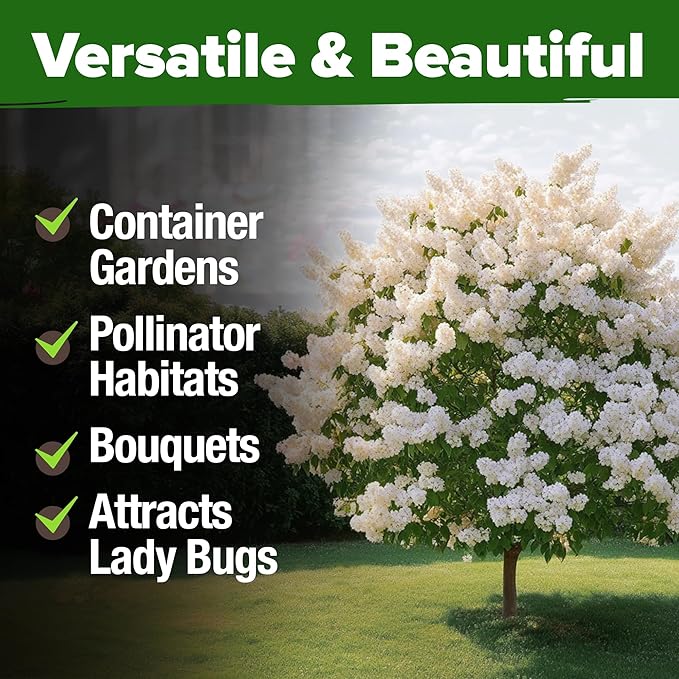 HOME GROWN 53 White Lilac Flower Seeds Non-GMO, Heirloom Tree Seeds - Image 6