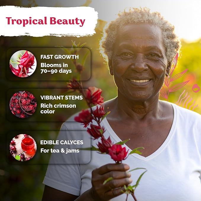 KVITER 150 Roselle Seeds for Planting – Jamaican Sorrel/Cranberry Hibisco - Image 4