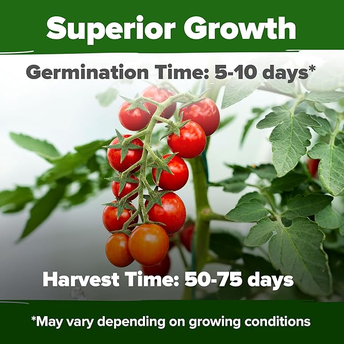 HOME GROWN Large Red Cherry Tomato Seeds 500+ Heirloom Non GMO Seeds - Image 2
