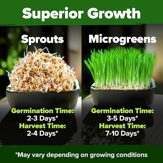 HOME GROWN Hard Red Winter Wheatgrass Seeds 12, 000+ Bulk 1.5 lb Heirloom - Image 5
