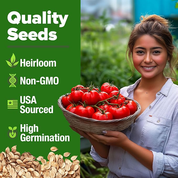 HOME GROWN Beefsteak Tomato Seeds 600+ Heirloom Non-GMO Seeds - Image 7