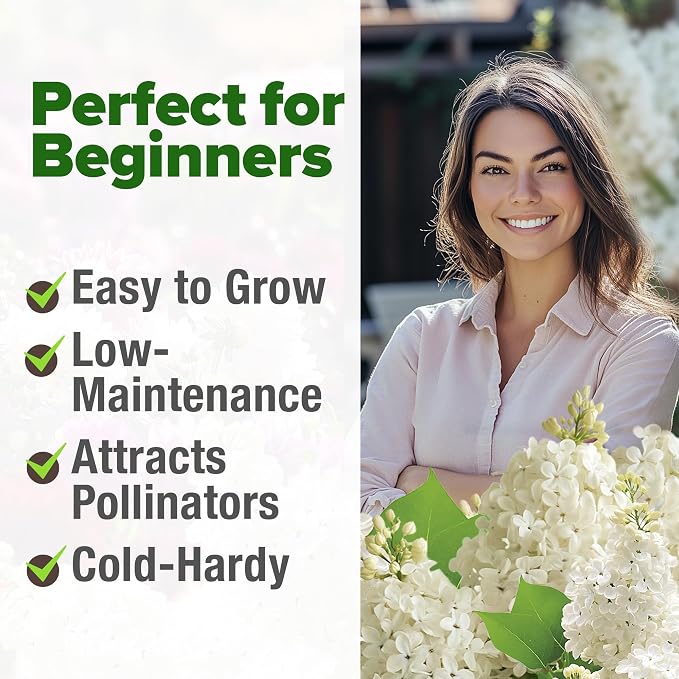 HOME GROWN 53 White Lilac Flower Seeds Non-GMO, Heirloom Tree Seeds - Image 4