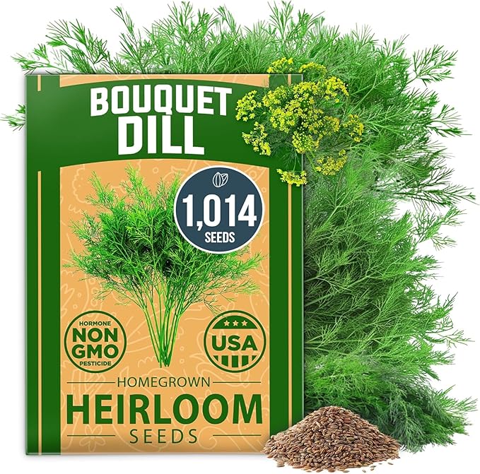 HOME GROWN Non GMO Dill Seeds for Planting 1, 014 Bouquet Dill Seeds and by HOMEGROWN