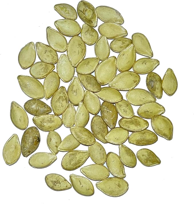 Seed Needs, Table King Acorn Winter Squash Seeds - Image 3