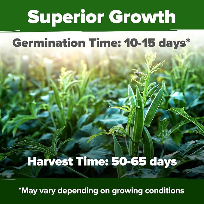 HOME GROWN Clemson Spineless Okra Seeds 202+ Heirloom Non-GMO Seeds - Image 2