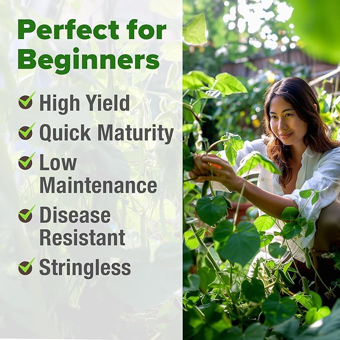 HOME GROWN Contender Bush Bean Seeds 28+ Heirloom Non-GMO, High Germination - Image 4