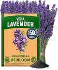 HOME GROWN Non GMO English Lavender Seeds 1, 500+ Wildflower Seed by HOMEGROWN