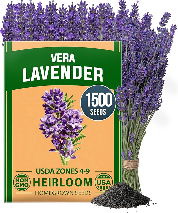 HOME GROWN Non GMO English Lavender Seeds 1, 500+ Wildflower Seed by HOMEGROWN