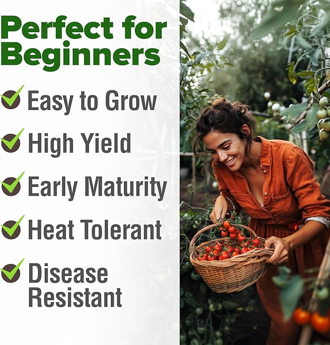 HOME GROWN Large Red Cherry Tomato Seeds 1000+ Heirloom Non-GMO Seeds - Image 4