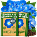 HOME GROWN Morning Glory Seeds, Heavenly Blue 300 Heirloom Morning Glories Vine by HOMEGROWN