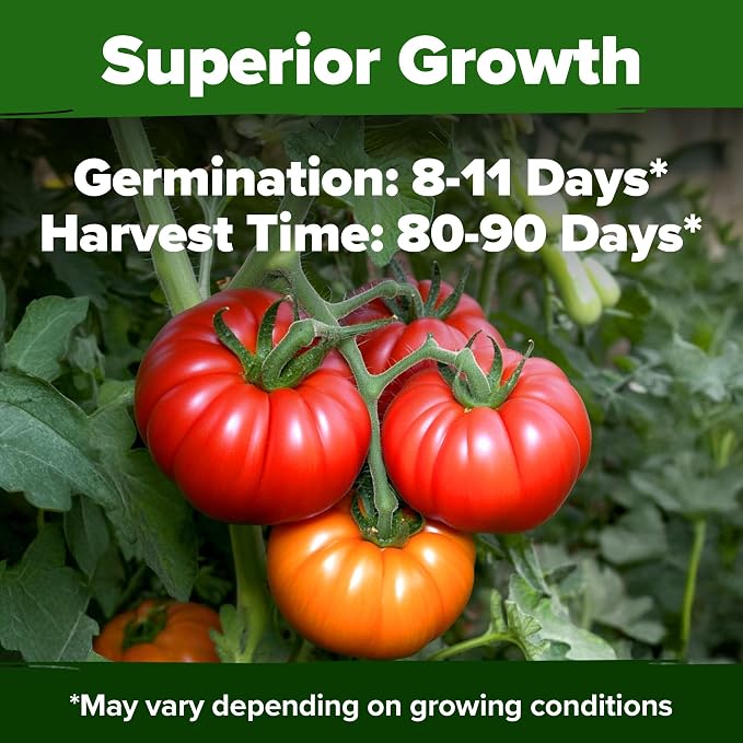 HOME GROWN Beefsteak Tomato Seeds 600+ Heirloom Non-GMO Seeds - Image 5