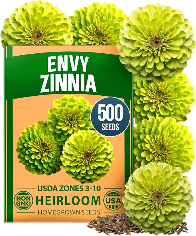 HOME GROWN Envy Zinnia Seeds – 500 Rare Lime Green Annual Zinnia Flower Seeds by HOMEGROWN