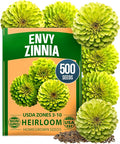 HOME GROWN Envy Zinnia Seeds – 500 Rare Lime Green Annual Zinnia Flower Seeds by HOMEGROWN