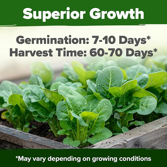 HOME GROWN Parris Island Romaine Lettuce Seeds 7000+ Bulk Pack Heirloom Non-GMO - Image 2