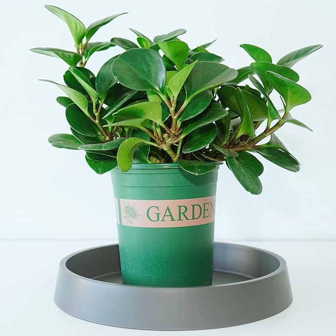 Plant Saucer Tray for Ceramic Plastic Pots, 12 inch Plant Saucers for Indoors - Image 3