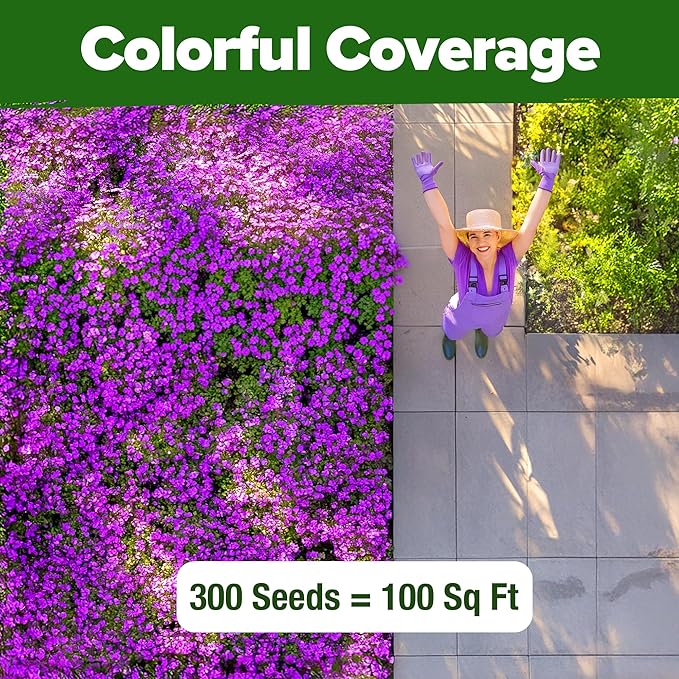 HOME GROWN Aubrieta Rock Cress Purple, Flowering Ground Cover Seed Pack - Image 4
