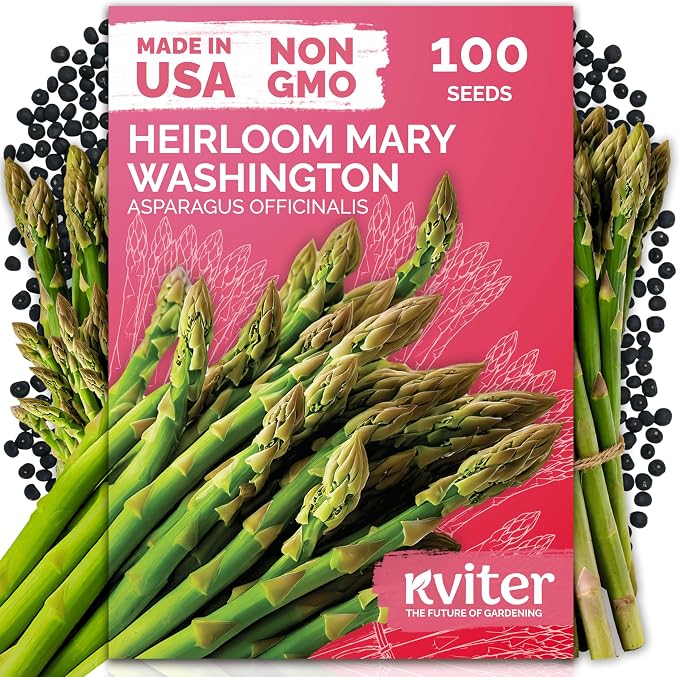 KVITER 100 Mary Washington Asparagus Seeds – Heirloom Non GMO Asparagas Seed by KVITER