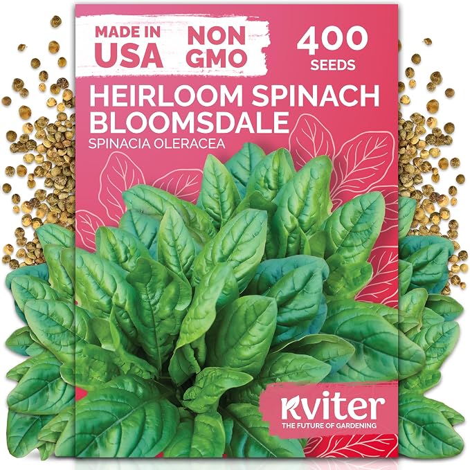 KVITER 400 Bloomsdale Spinach Seeds — Non-GMO & Heirloom, Heat Tolerant by KVITER