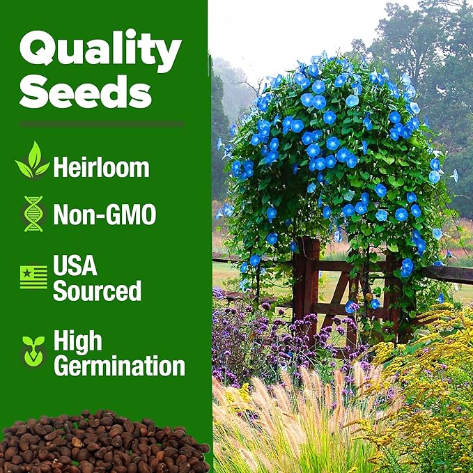 HOME GROWN Morning Glory Seeds, Heavenly Blue 300 Heirloom Morning Glories Vine - Image 3