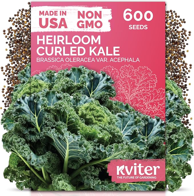 KVITER 600 Vates Blue Scotch Curly Kale Seeds – Curled Green Kale Seed Packets by KVITER