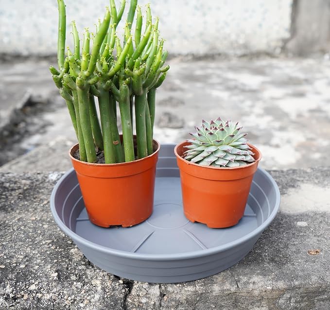 Plant Saucer 6 Inch 4 Pack 6 8 10 12 14 16 18 20 25, Plastic Plant Trays - Image 4