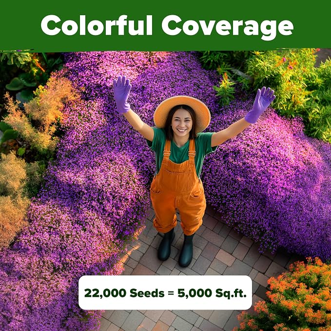 HOME GROWN Purple Creeping Thyme Seeds Non-GMO Ground Cover Flowers 22000+ - Image 6