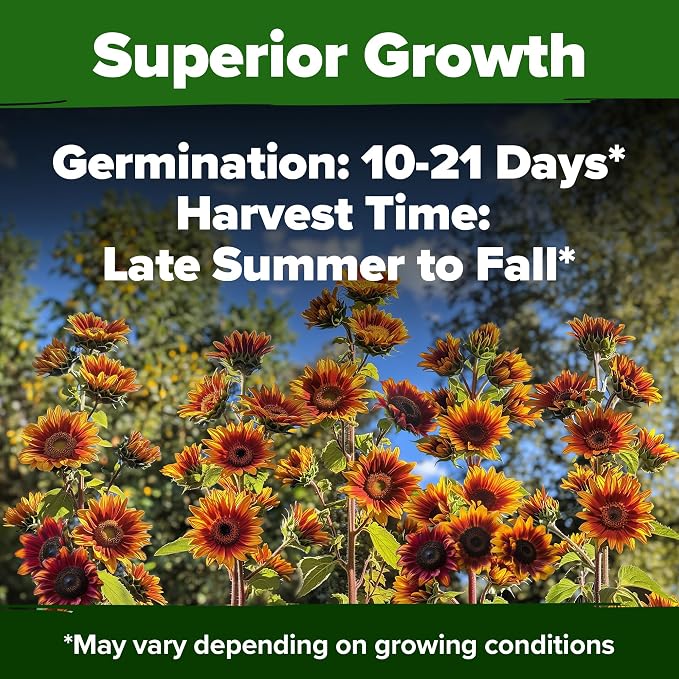 HOME GROWN Autumn Beauty Sunflower Seeds to Plant 40 Heirloom Non-GMO Sunflower - Image 5