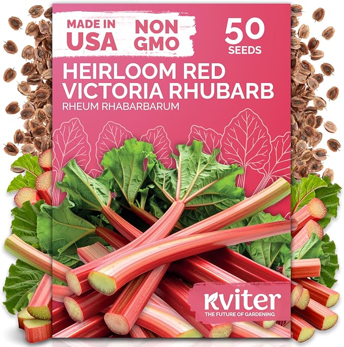 KVITER 50 Red Victoria Rhubarb Seeds by KVITER